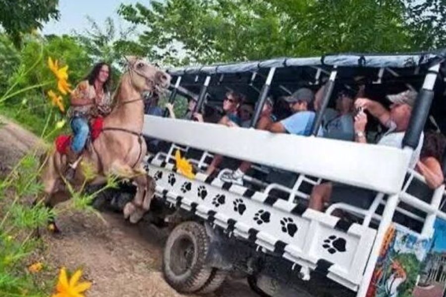 Safari República Dominicana